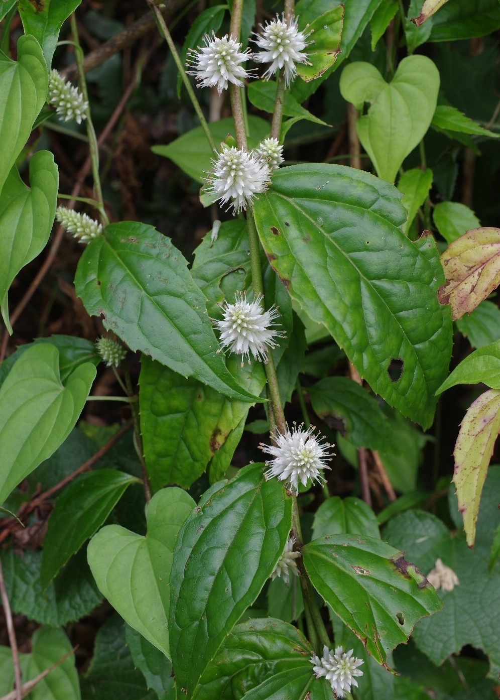 �L�m�N�j�X�Y�J�P