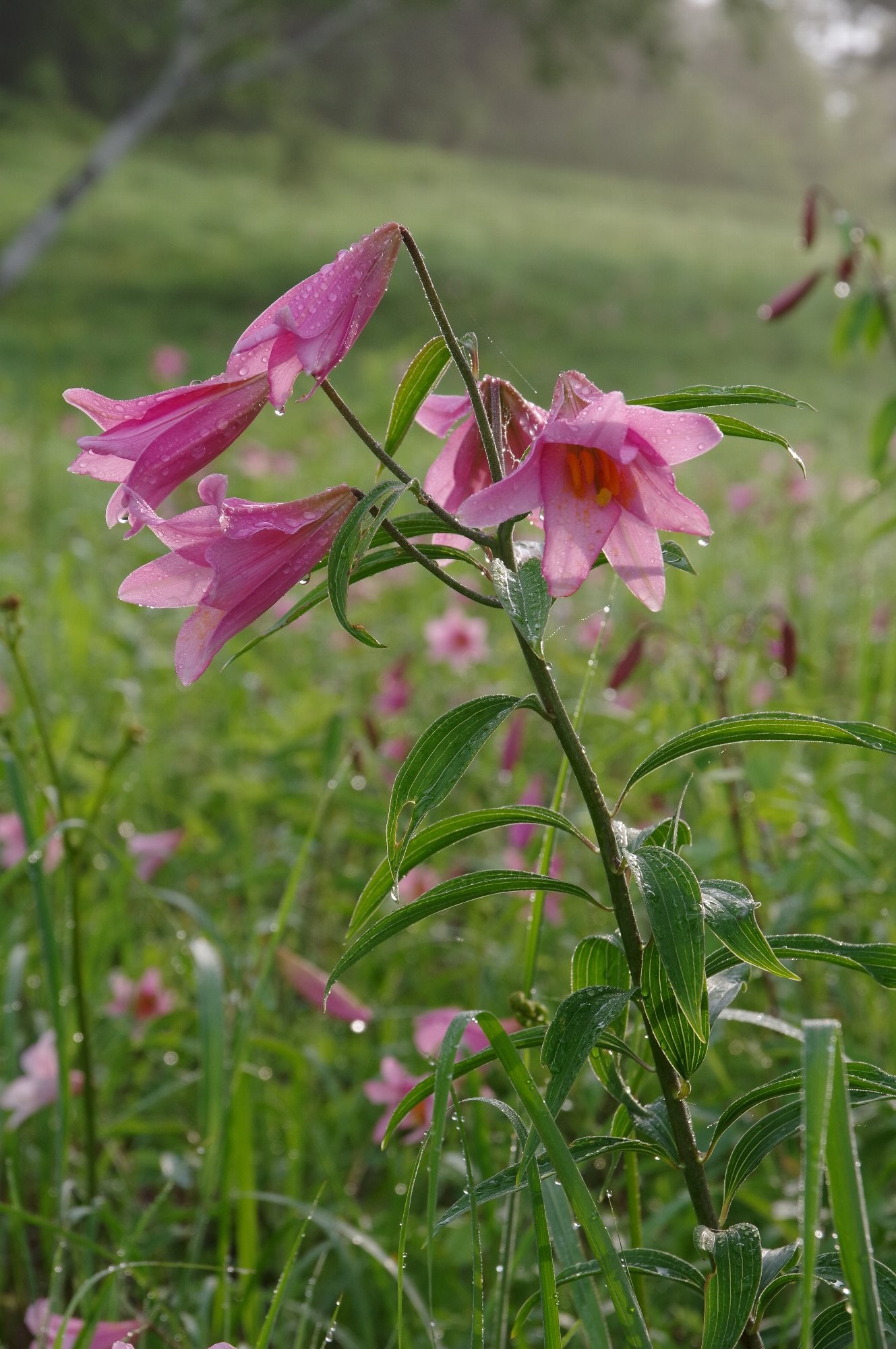 �q���T����