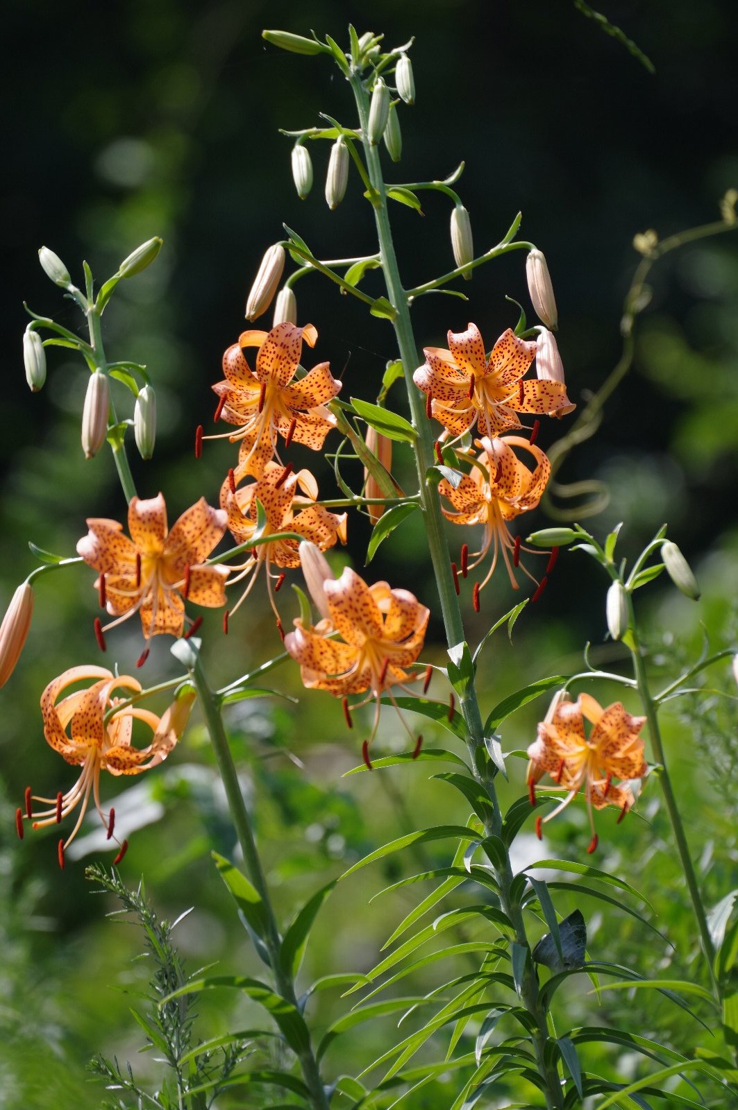 �R�I�j����